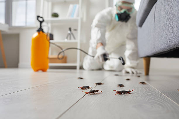 Post-Treatment Bed Bug Interceptor Monitoring in Terre Haute